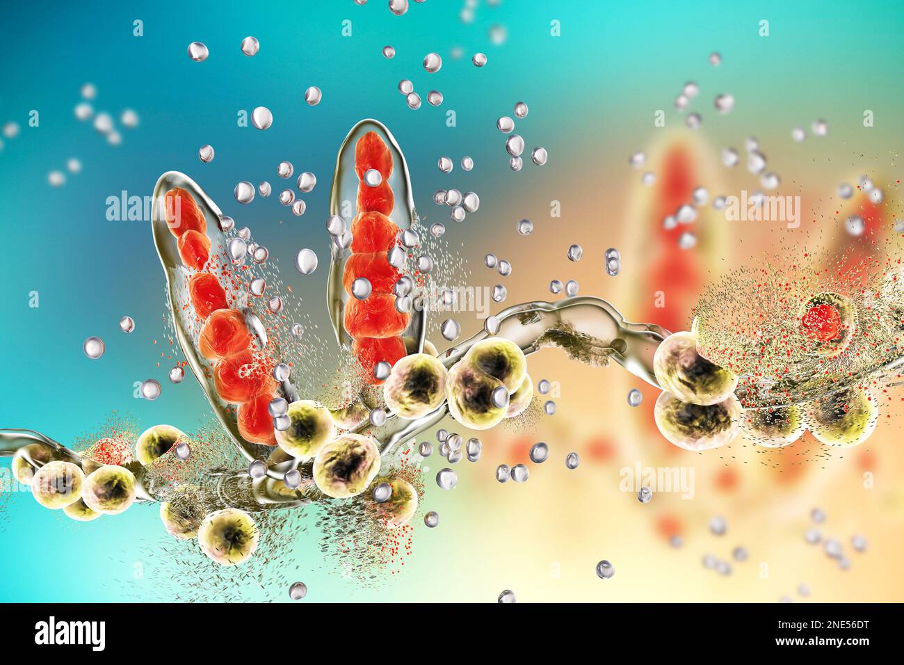 Destrucción del hongo del pie del atleta Trichophyton mentagrophytes