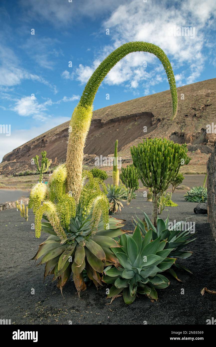 Agave de cola de zorro, planta del siglo sin espinas (Agave attenuata), floración, Canarias, Lanzarote, Guatiza Foto de stock