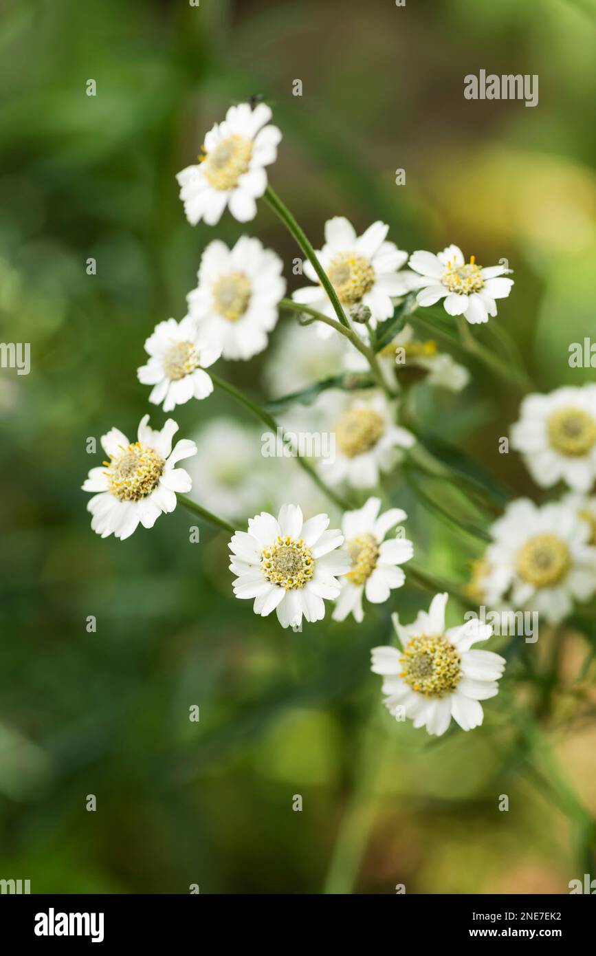 Sneezewort creciendo en un jardín de campo inglés, Northumberland, Inglaterra Foto de stock