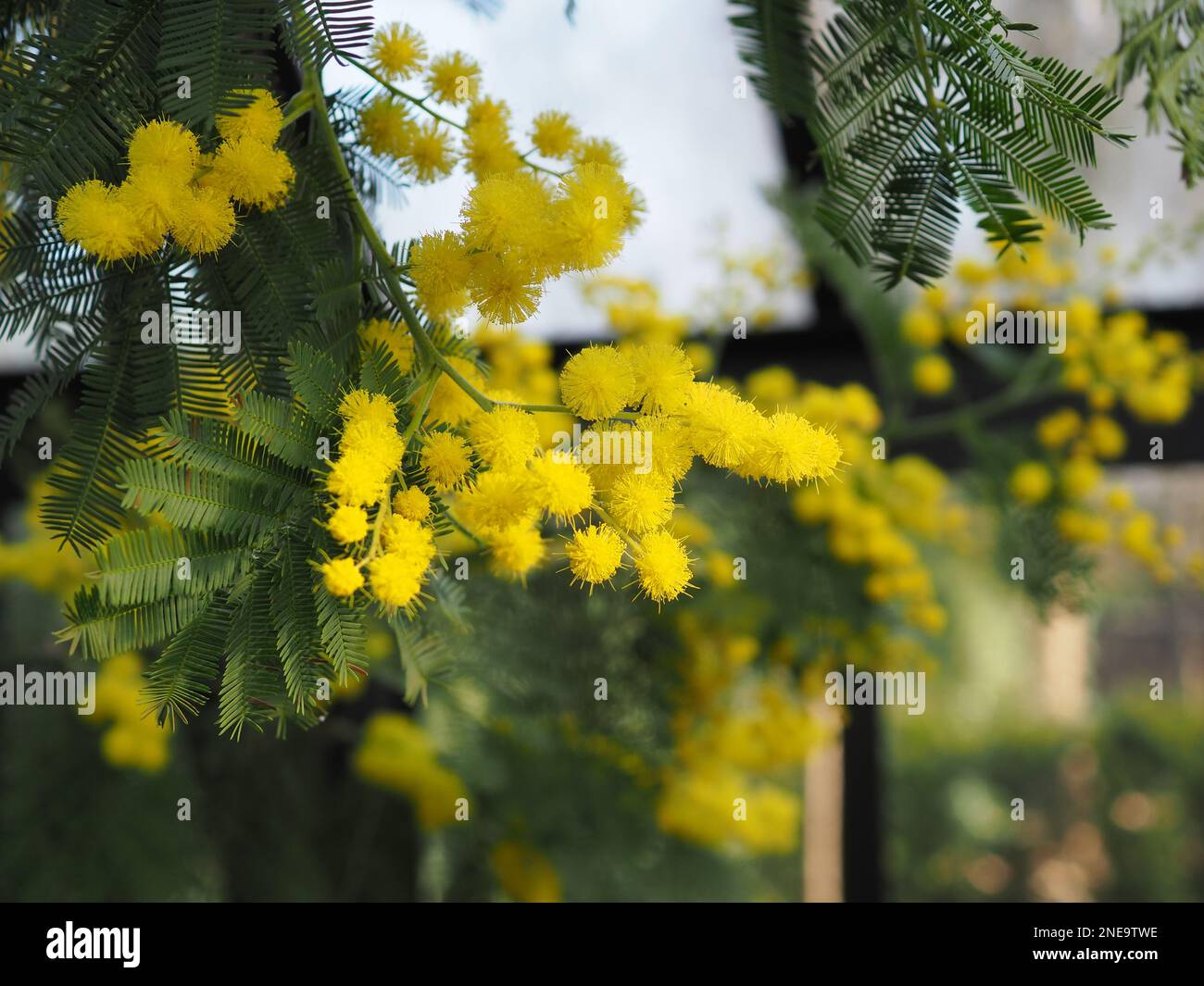 Cerca de las flores de mimosa amarilla esponjosa (Acacia dealbata) en un invernadero británico en febrero Foto de stock