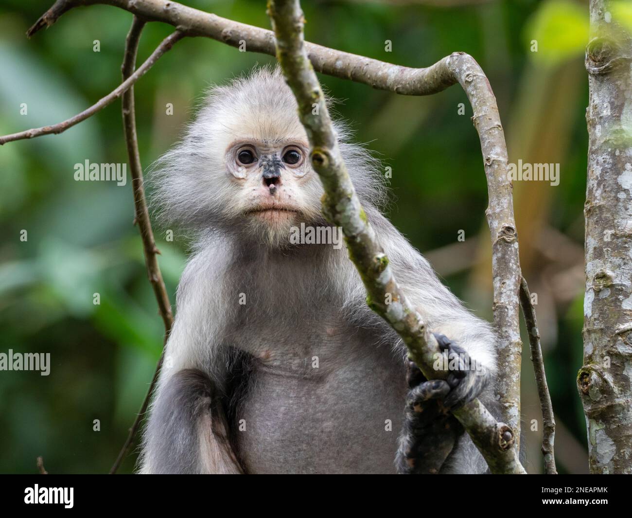 Mono de hoja oscura, Trachypithecus obscurus, un hermoso mono del sudeste asiático Foto de stock