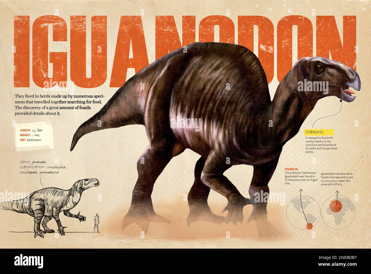 Ornithischia fotografías e imágenes de alta resolución - Alamy Ornithischia fotografías e imágenes de alta resolución - Alamy