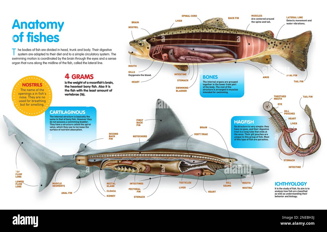 Infografía que presenta la anatomía de los peces óseos, los peces