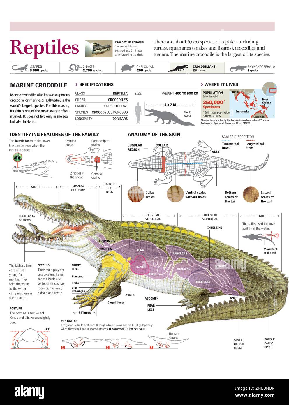 Infografía de la distribución, anatomía, piel y locomoción de cocodrilo. [Adobe Illustrator (.ai); 2480x3248]. Foto de stock