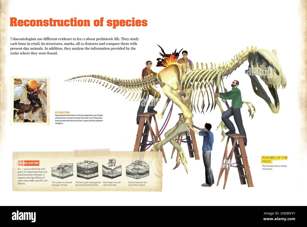 Tipos de Fósiles Tipos de