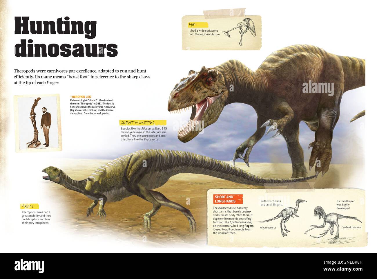 Infografías sobre la caza de dinosaurios como el Allosaurus, que vivió a finales del Jurásico. [QuarkXPress (.qxp); 4842 x 3248]. Foto de stock