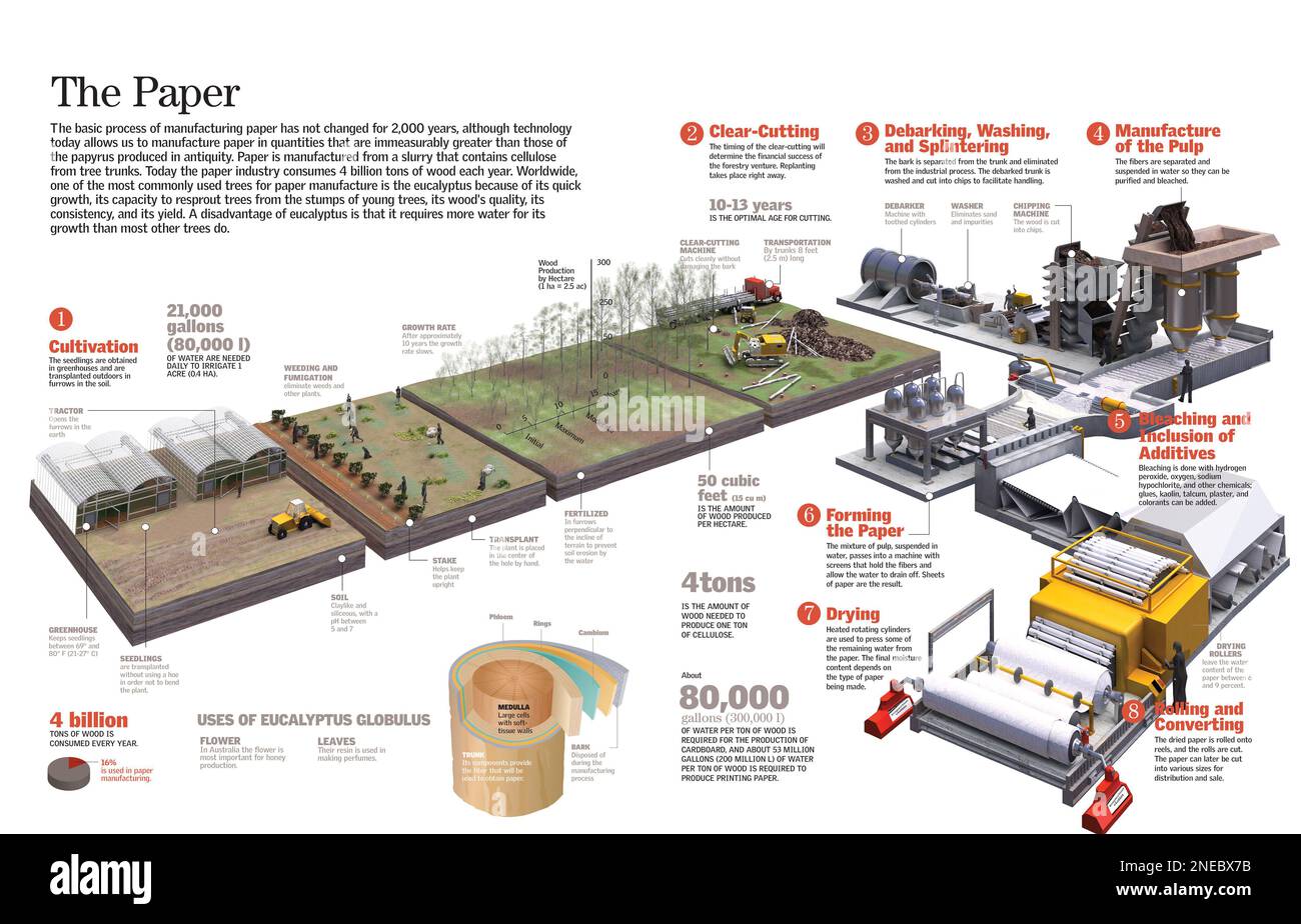 Infografía del proceso de elaboración del papel, desde el cultivo de