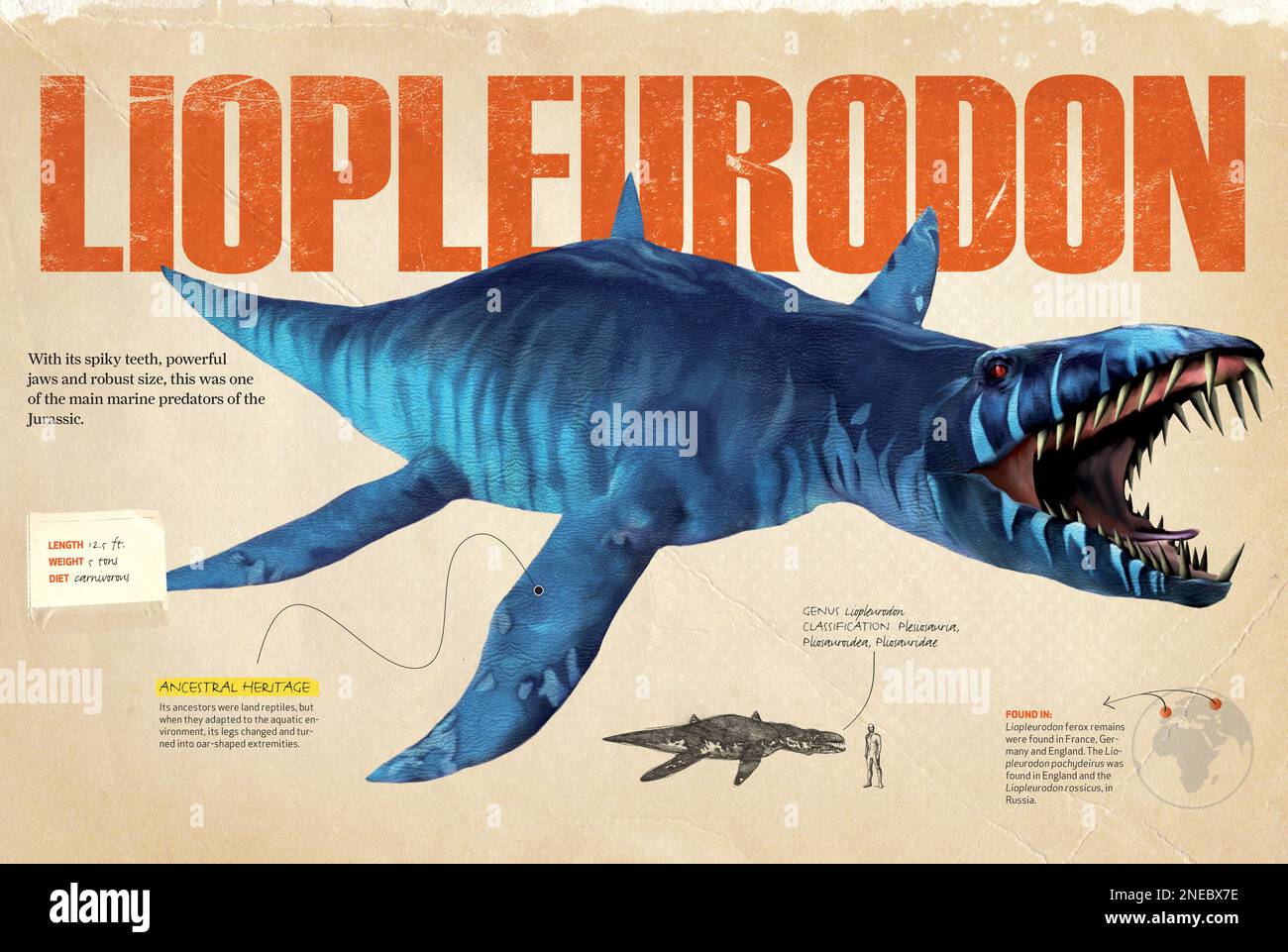 Infografías sobre el liopleurodon, un depredador marino del Jurásico. [QuarkXPress (.qxp); 4842 x 3248]. Foto de stock