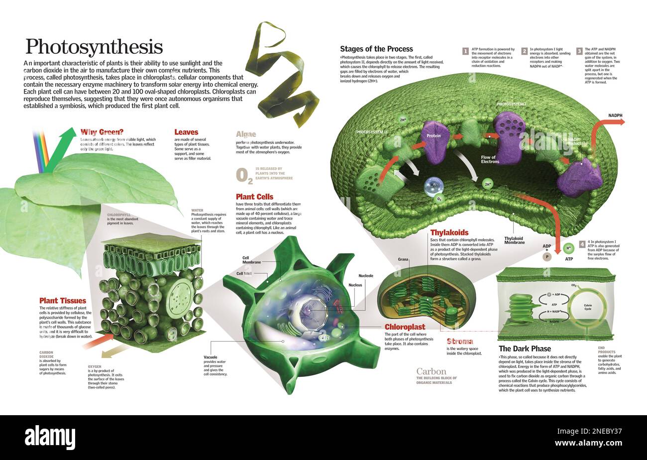 Infografía Del Proceso De Fotosíntesis En Las Partes Internas De La ...