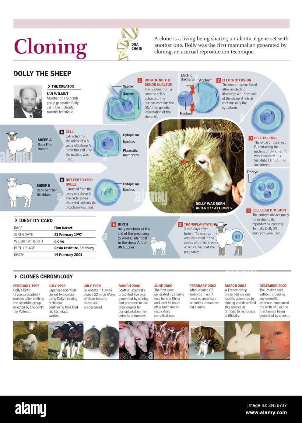 Infografía del proceso de clonación de la oveja Dolly. [Adobe