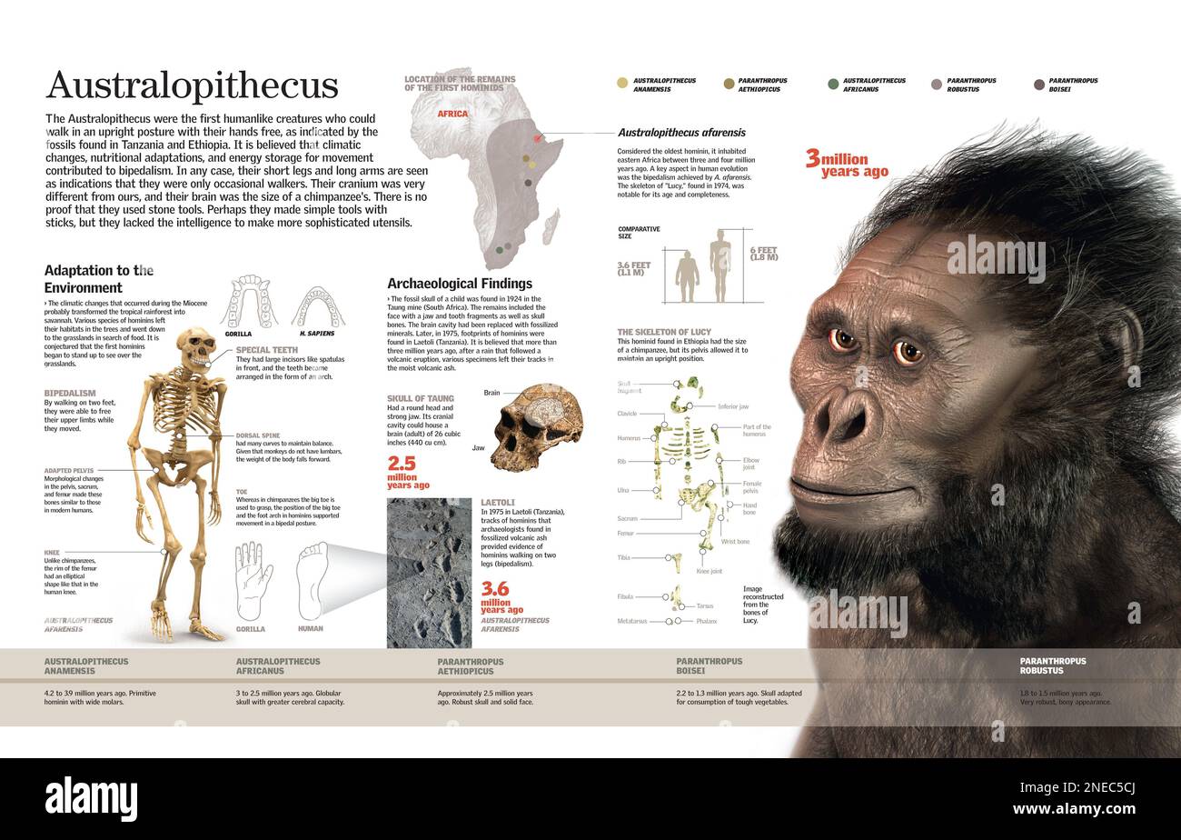 Infografía de la anatomía y distribución del Australopithecus, uno de