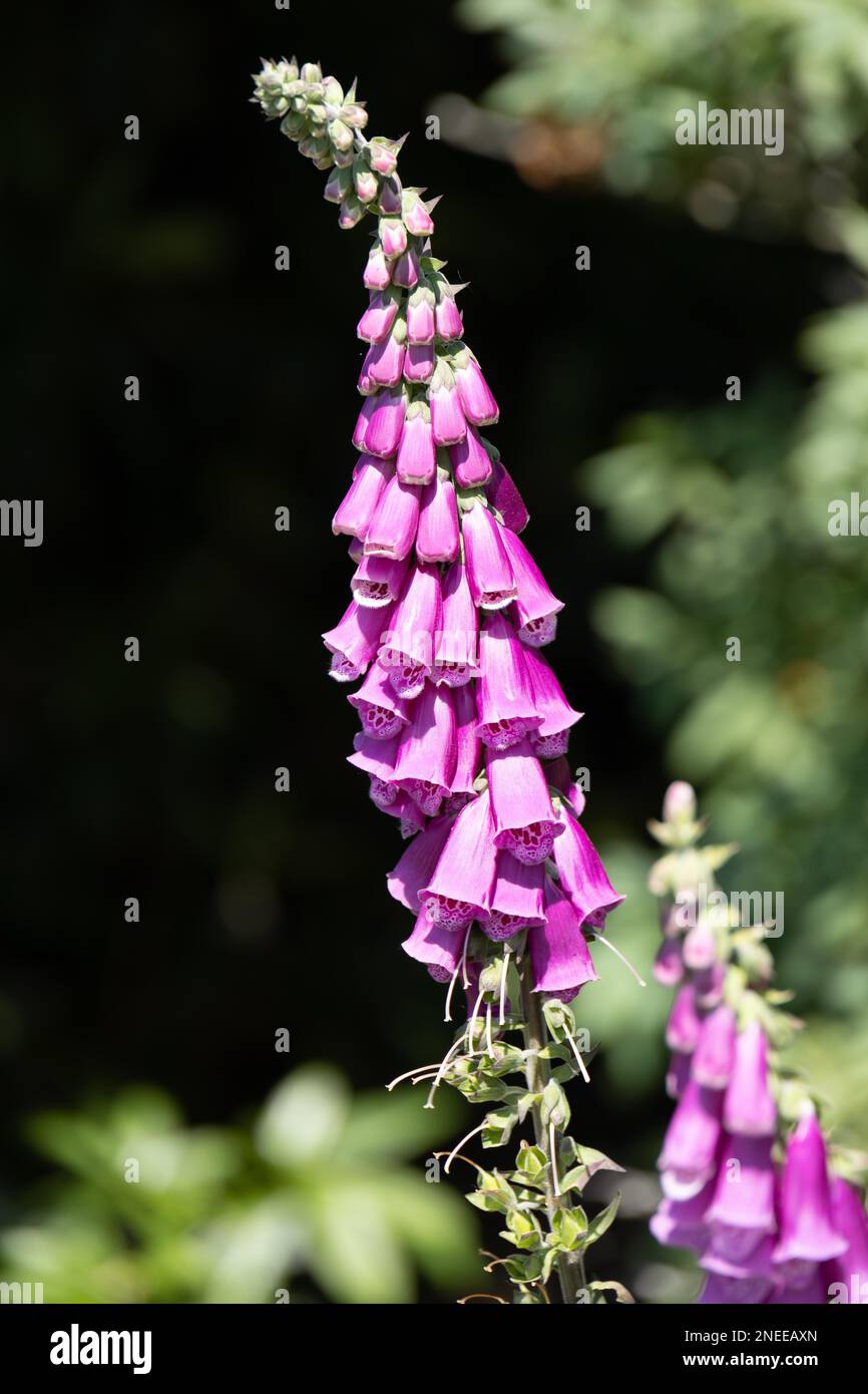 Foxgarms común (Digitalis purpurea) floreciendo en un jardín de campo Inglés Foto de stock