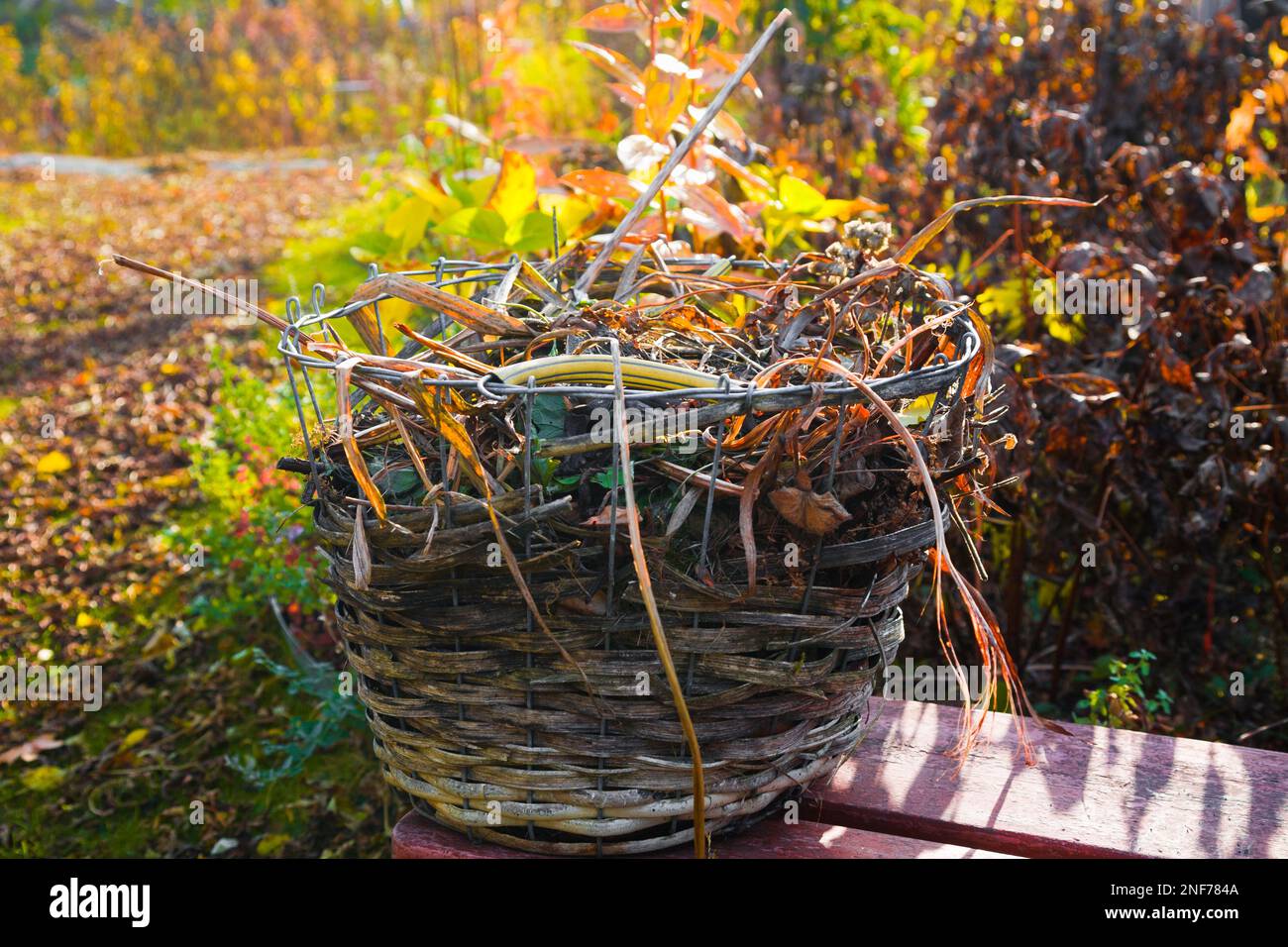 Material vegetal para compost en una cesta de mimbre Foto de stock