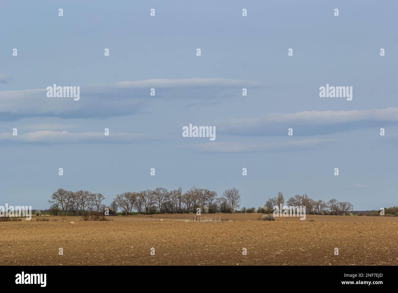 campos arados, varios árboles en la distancia en la línea del horizonte, espacio de copia, horizontal. Foto de stock