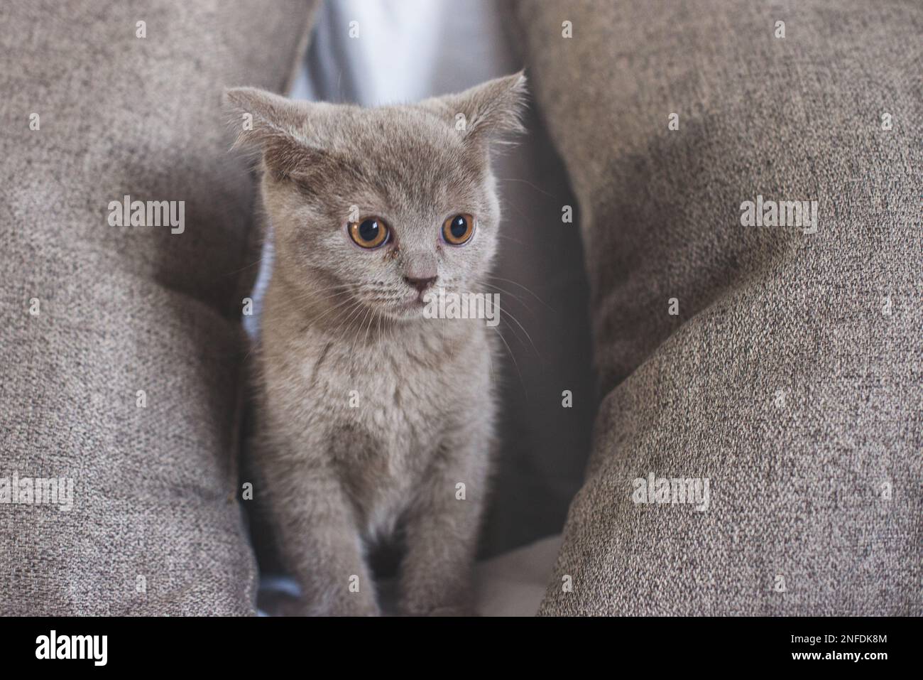 Juguetón gato esponjoso arrastrándose debajo de una cama en el dormitorio  Fotografía de stock - Alamy