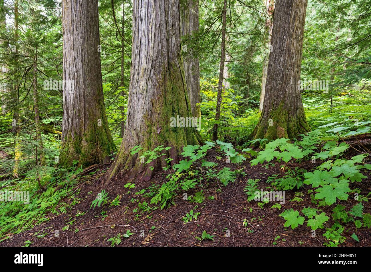Cedros rojos occidentales (Thuja plicatain) en el parque provincial Chun T'oh Whudujut Ancient Forest cerca del Príncipe George, Columbia Británica, Canadá. Foto de stock