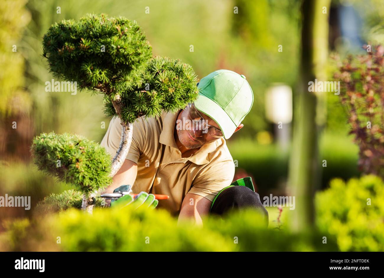 Primer plano de jardinero caucásico profesional se centró en el recorte del árbol de jardín decorativo con la herramienta de tijeras de poda. Foto de stock