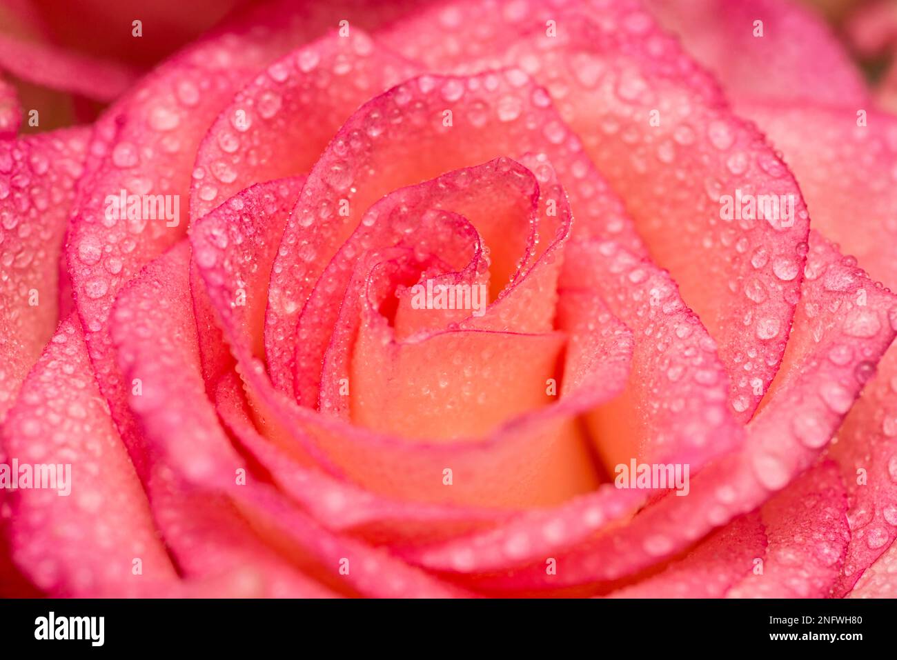 Rosa flor con gotas de agua. Gotas de agua en la rosa. Fondo de flor  Fotografía de stock - Alamy