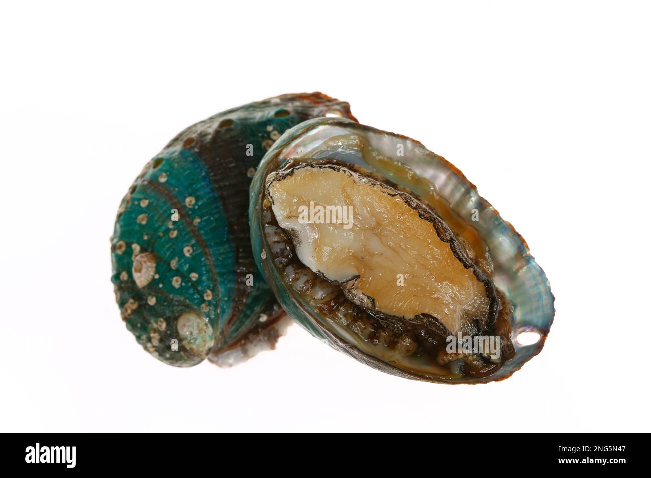 Mariscos de abulón sobre un fondo blanco, delicioso Fotografía de stock -  Alamy