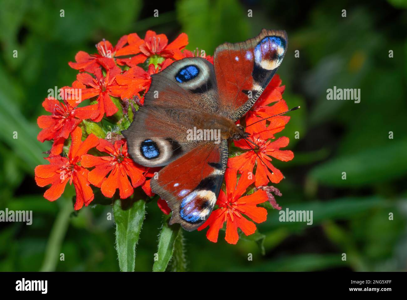 Aglais io, mariposa de pavo real, Tagpfauenauge, en Dianthus, en un jardín de la casa de campo Foto de stock