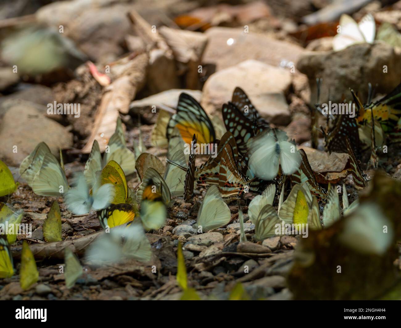 Una reunión de mariposas coloridas en una filtración de sal en el Parque Nacional Kaeng Krachan, Tailandia Foto de stock