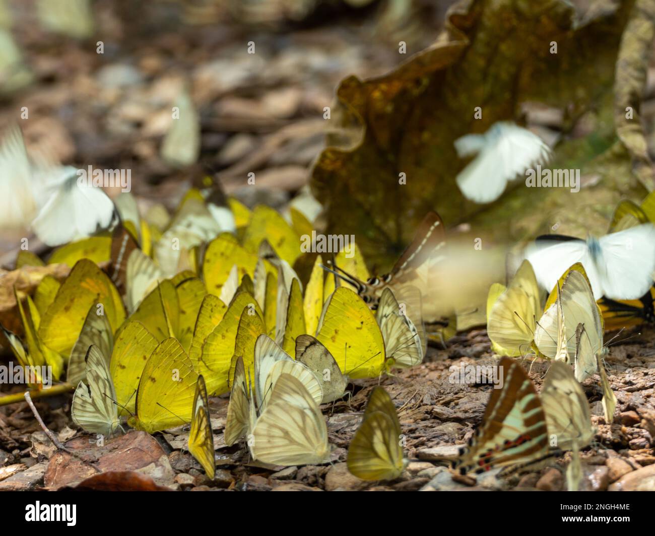 Una reunión de mariposas coloridas en una filtración de sal en el Parque Nacional Kaeng Krachan, Tailandia Foto de stock