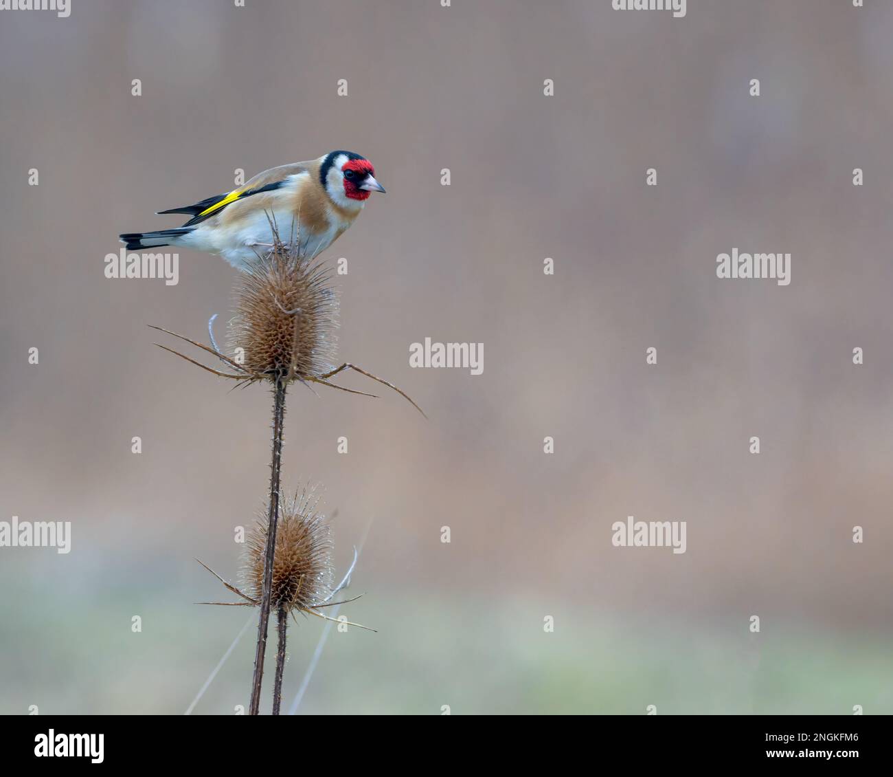 Goldfinch Carduelis carduelis encaramado en una cabeza de té de alimentación, en Lincolnshire, reino unido Foto de stock