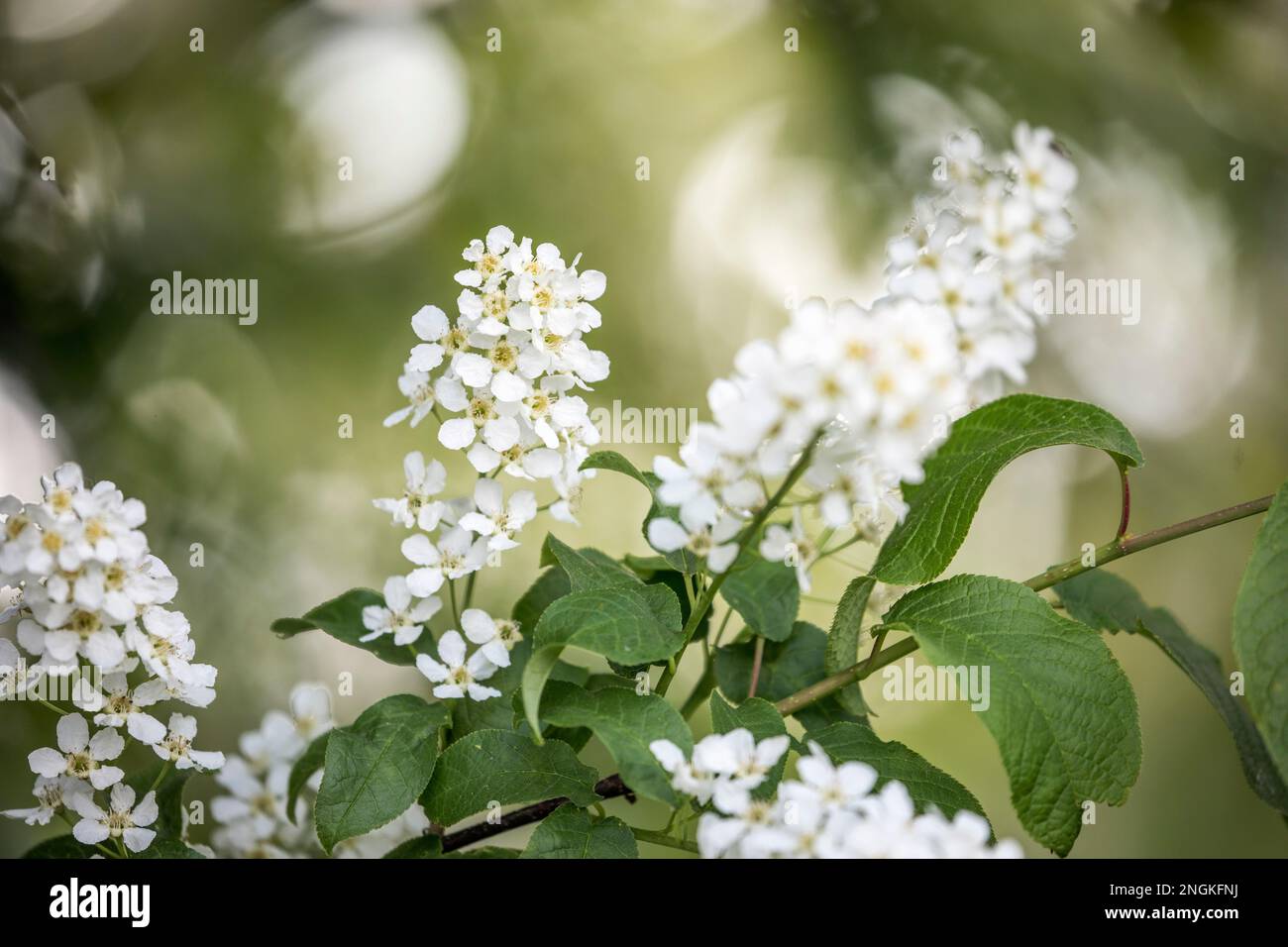 Cereza de pájaro; Prunus padus; Blossom; Reino Unido Foto de stock