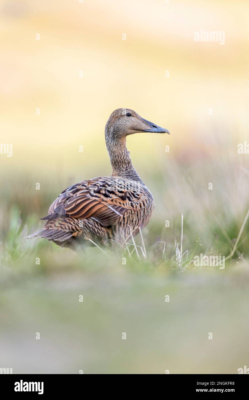 Eider Duck; Somateria mollissima; Mujer; Reino Unido Foto de stock