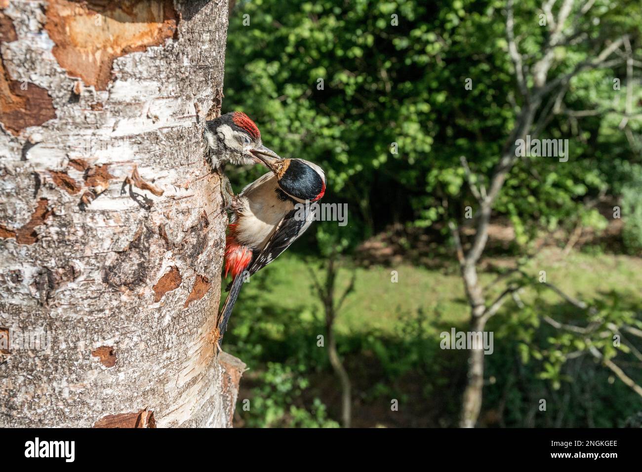 Greater Spotted Woodpecker; Dendrocopos Major; Adult Feeding Young; Reino Unido Foto de stock