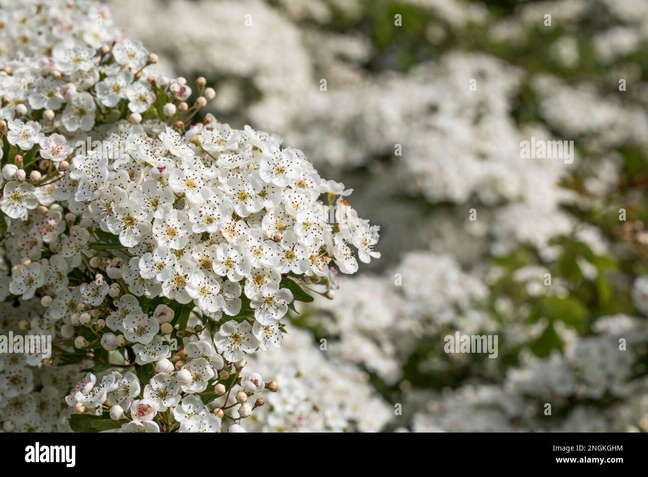 Hawthorn Blossom; Crataegus monogyna; Reino Unido Foto de stock
