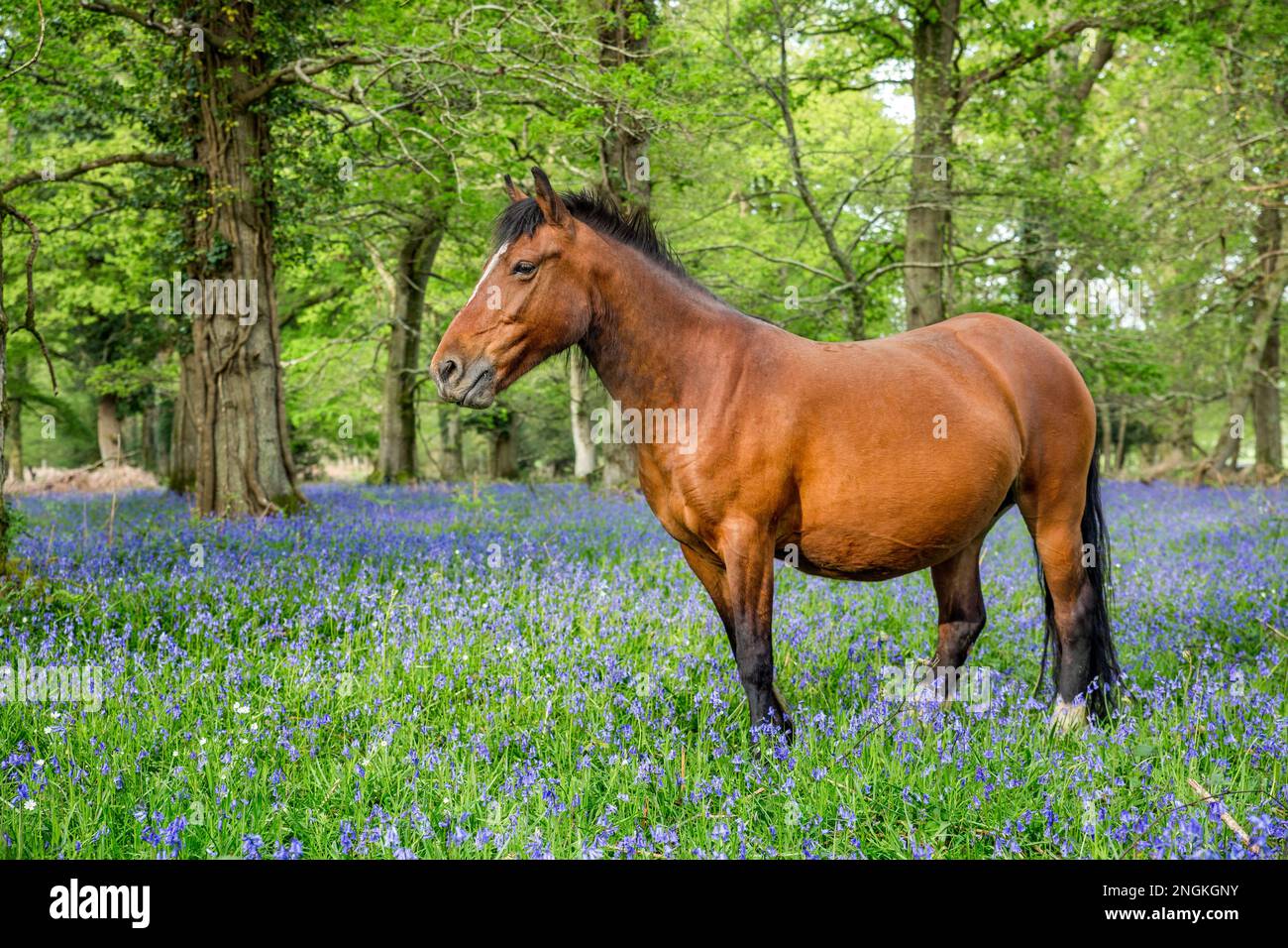 New Forest Pony; Campanillas; primavera; Nuevo Bosque; UK Foto de stock