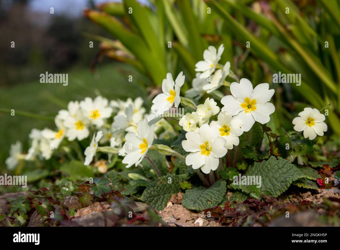 Las prímulas; Primula vulgaris; flores; Cornwall; primavera Foto de stock