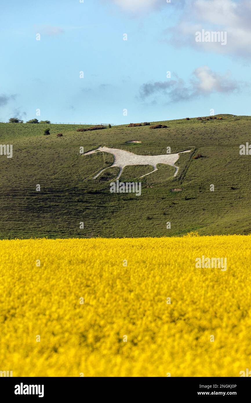 Caballo blanco; Pewsey Downs; Wiltshire; Reino Unido Foto de stock