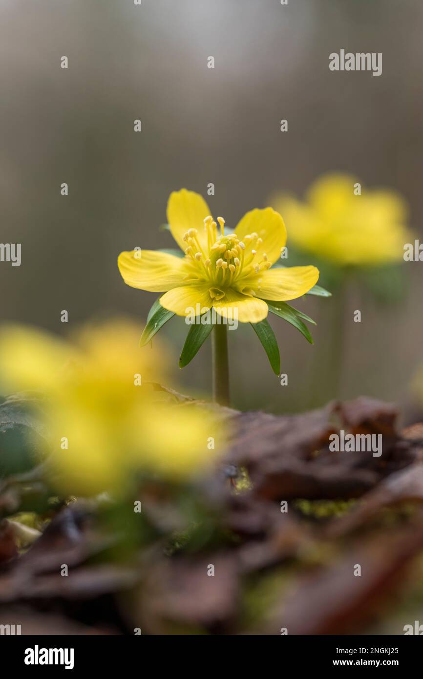 Aconita de invierno; Eranthis hyemalis; floración; Reino Unido Foto de stock