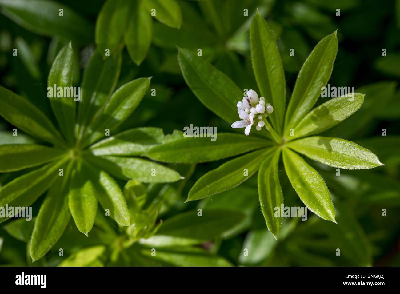 Woodruff dulce; Galium odoratum; Flor; Reino Unido Foto de stock