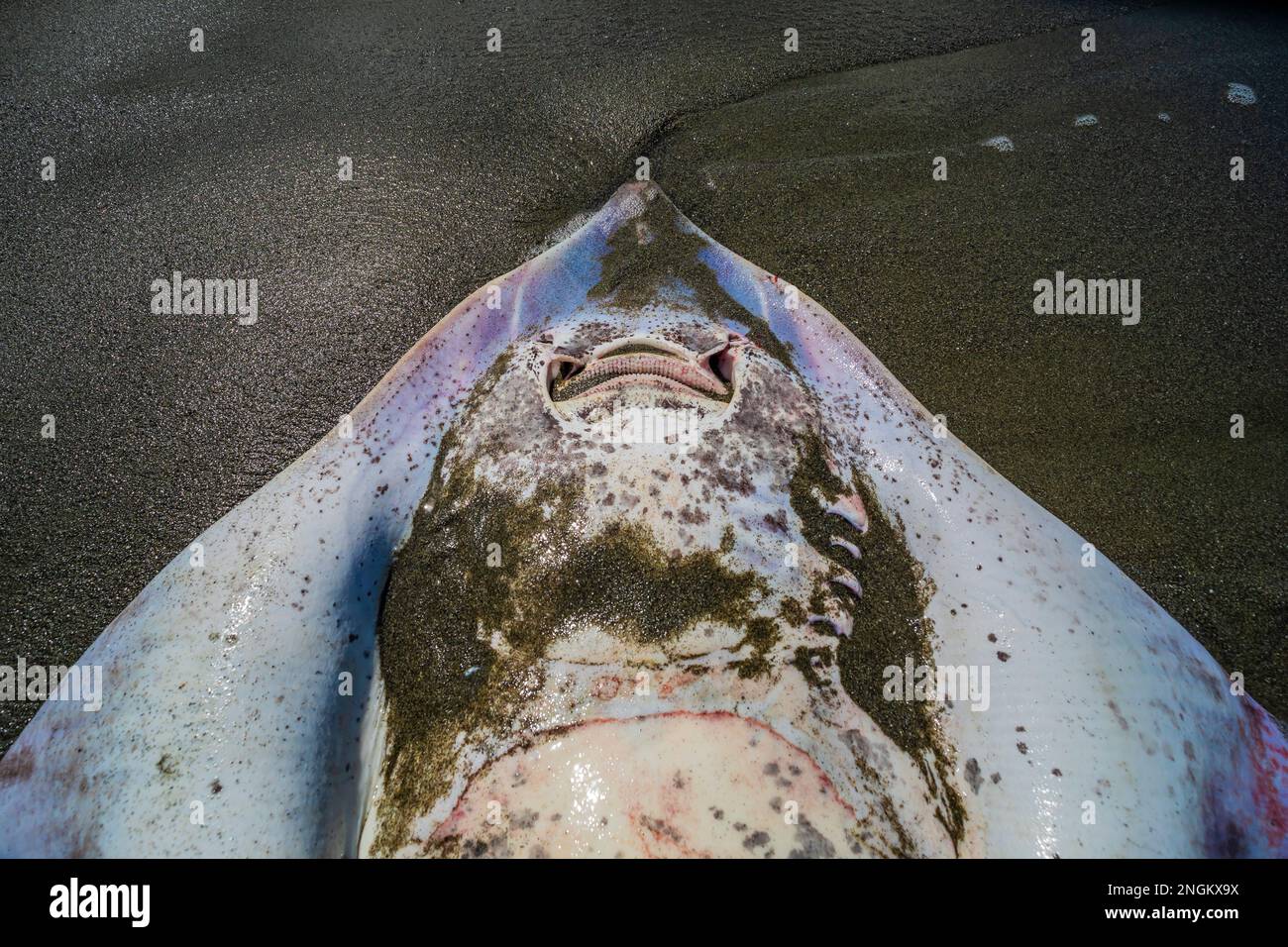 Beringraja binoculata fotografías e imágenes de alta resolución Alamy