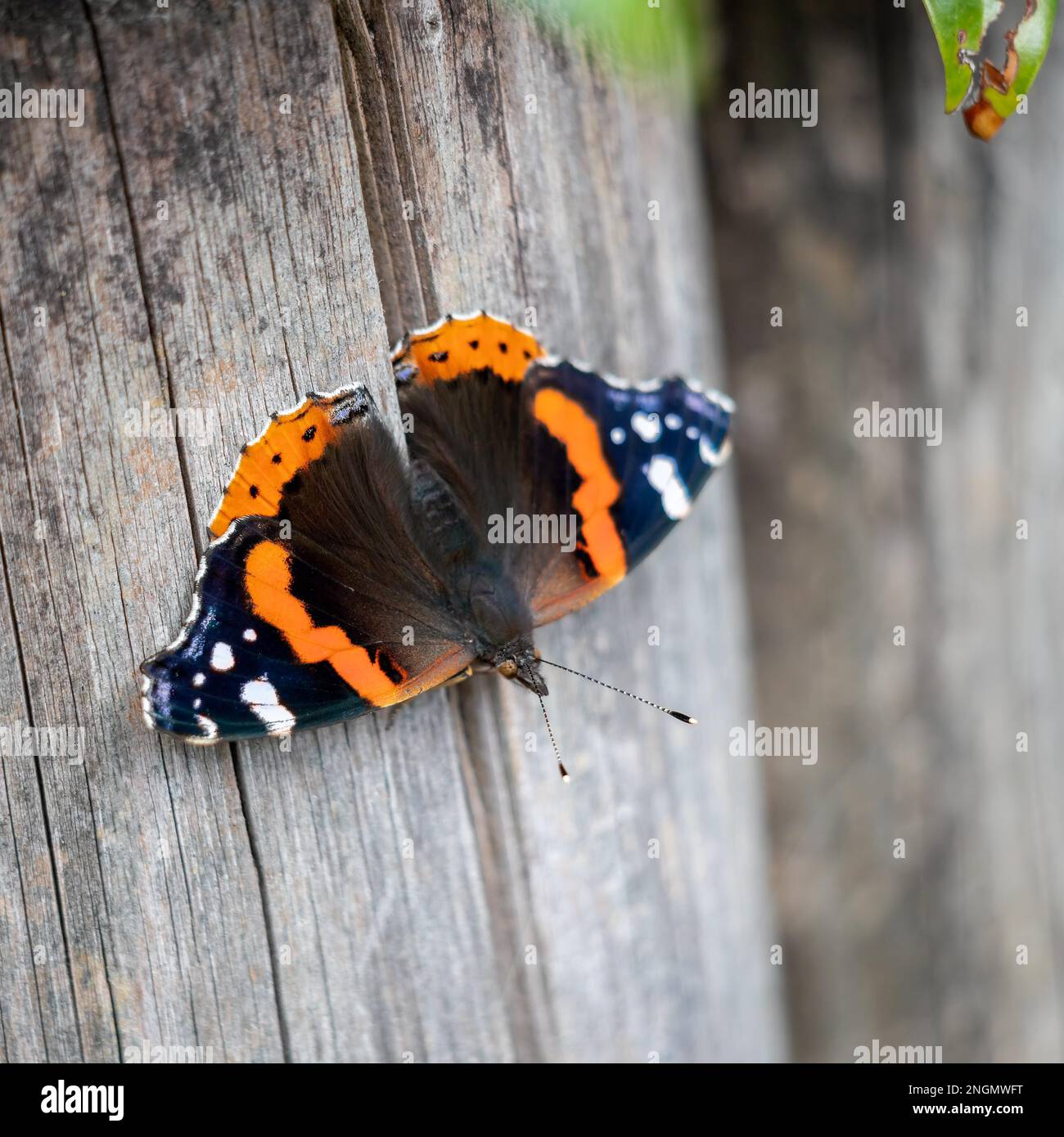 Almirante rojo (Vanessa Atalanta) apoyada sobre un poste de madera Foto de stock