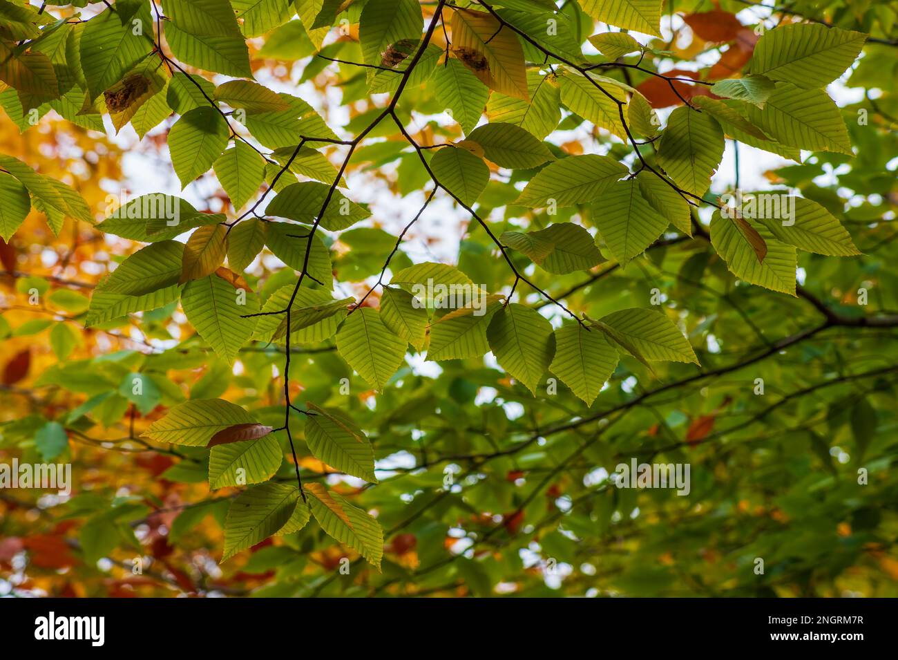 Una rama de un árbol de haya americano (Fagus grandifolia) en follaje pico de otoño. Hojas en tonos de verde. Borestone Mountain, Maine, Estados Unidos. Foto de stock