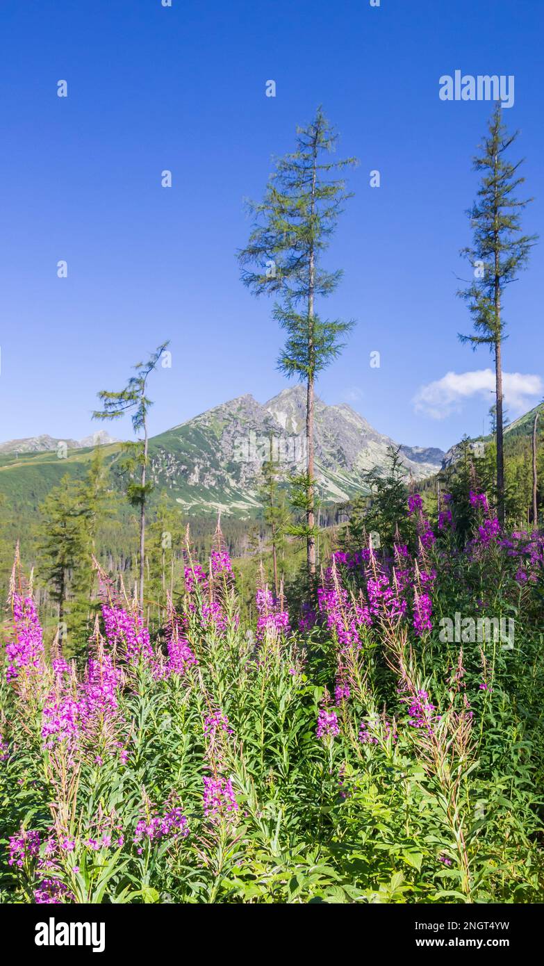 Flores de colores en la naturaleza de los Altos Tatras cerca de Popradske Pleso, Eslovaquia Foto de stock