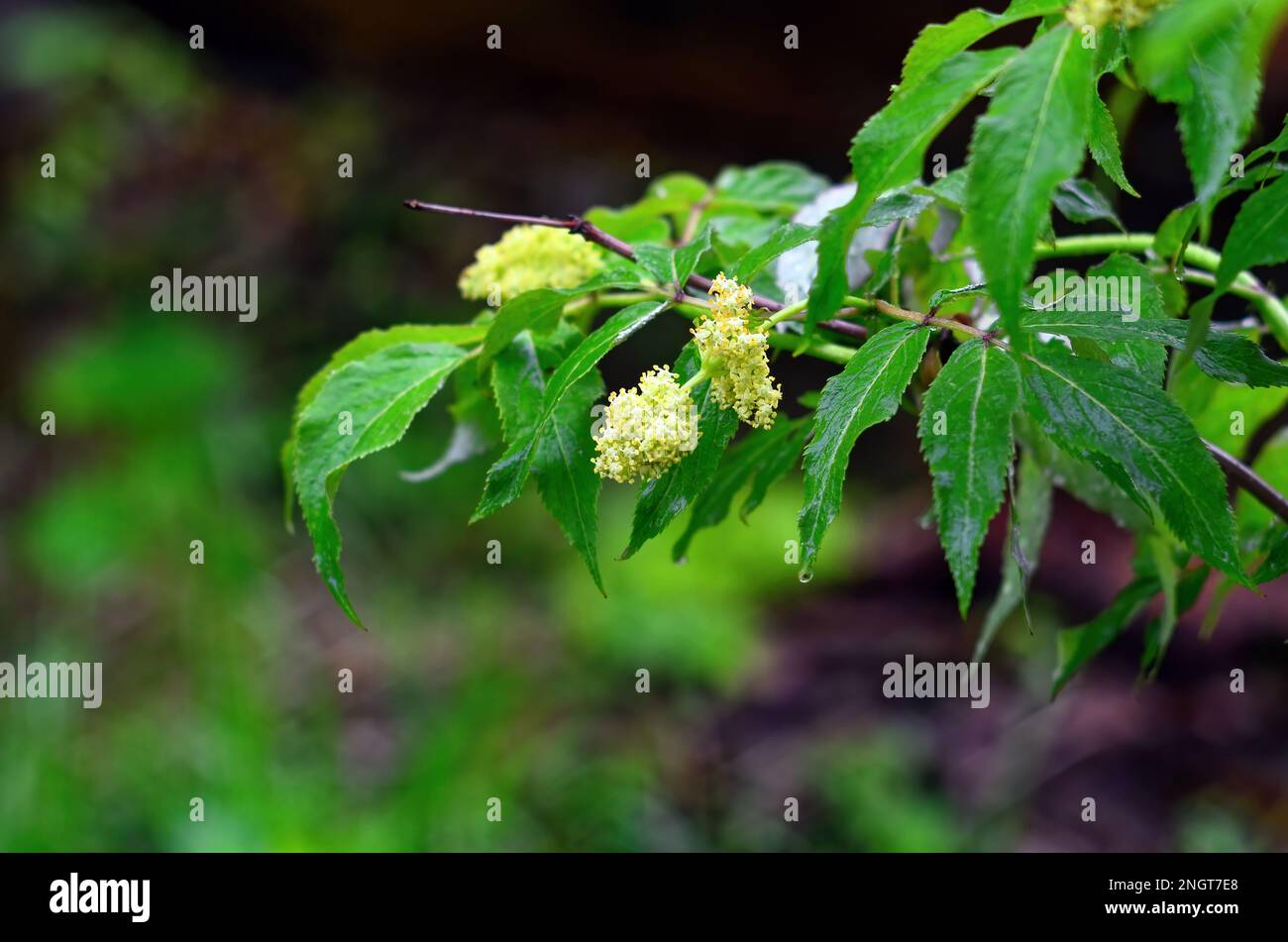 hojas jóvenes en una rama después de la lluvia, primer plano Foto de stock
