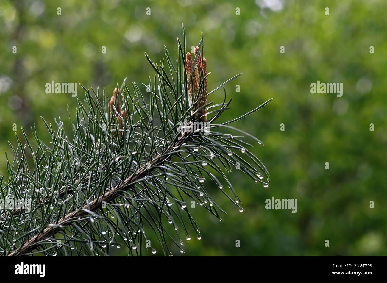 conos jóvenes en una rama de abeto después de la lluvia, primer plano Foto de stock