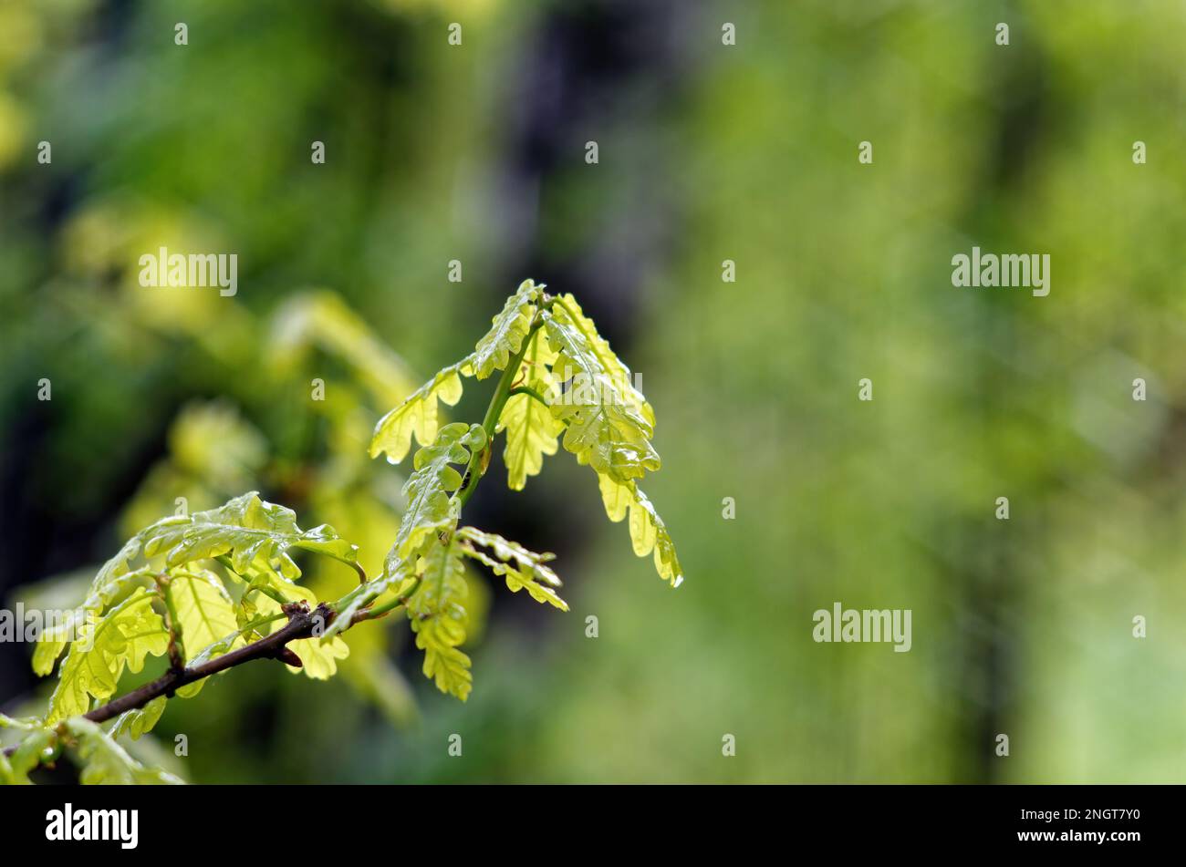 hojas en una rama de roble después de la lluvia, en verano Foto de stock