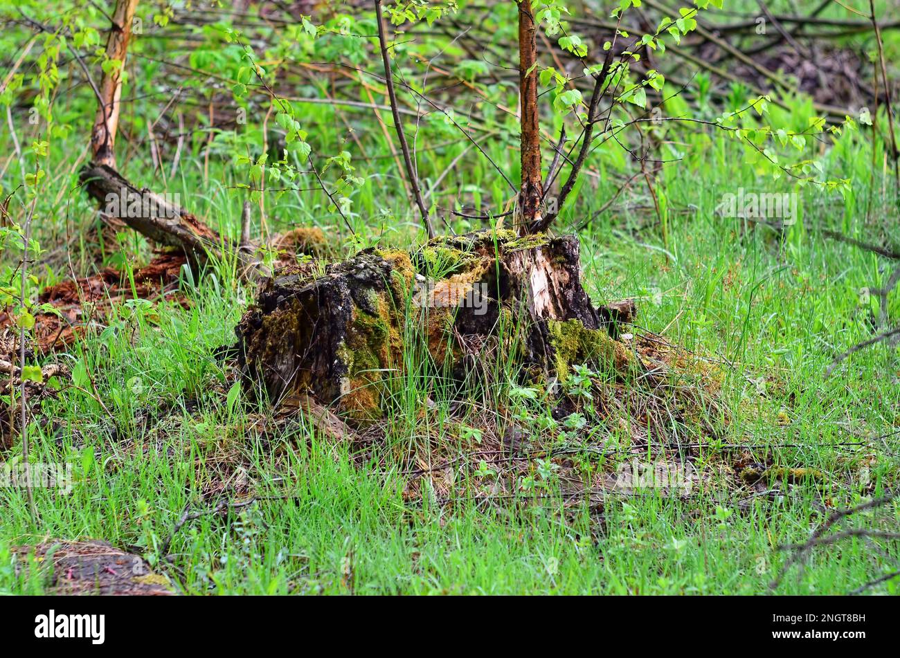viejo tocón en el bosque después de la lluvia, en verano Foto de stock