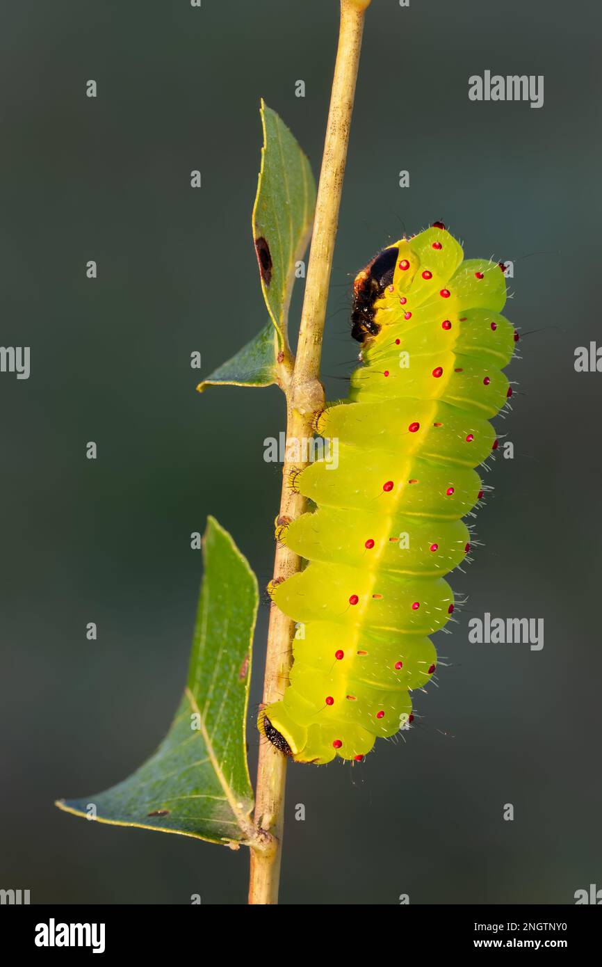 Luna Moth (Actias luna) Early 5th instar Larva en Nogal Negro (Juglans ...