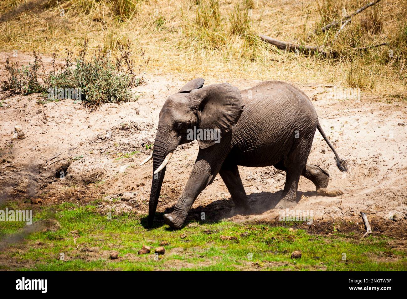 elefante africano, áfrica, tansania Foto de stock