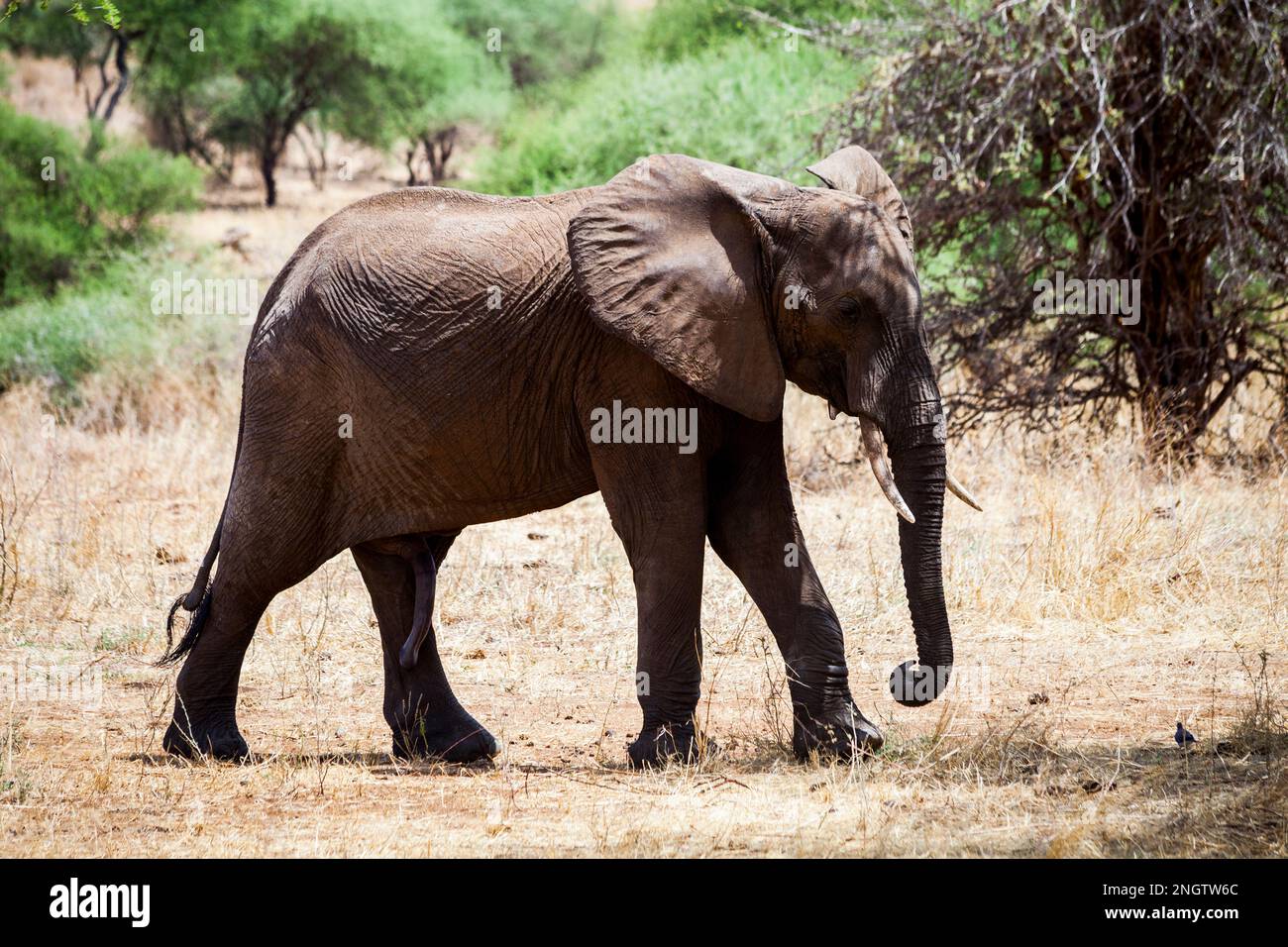 elefante africano, áfrica, tansania Foto de stock