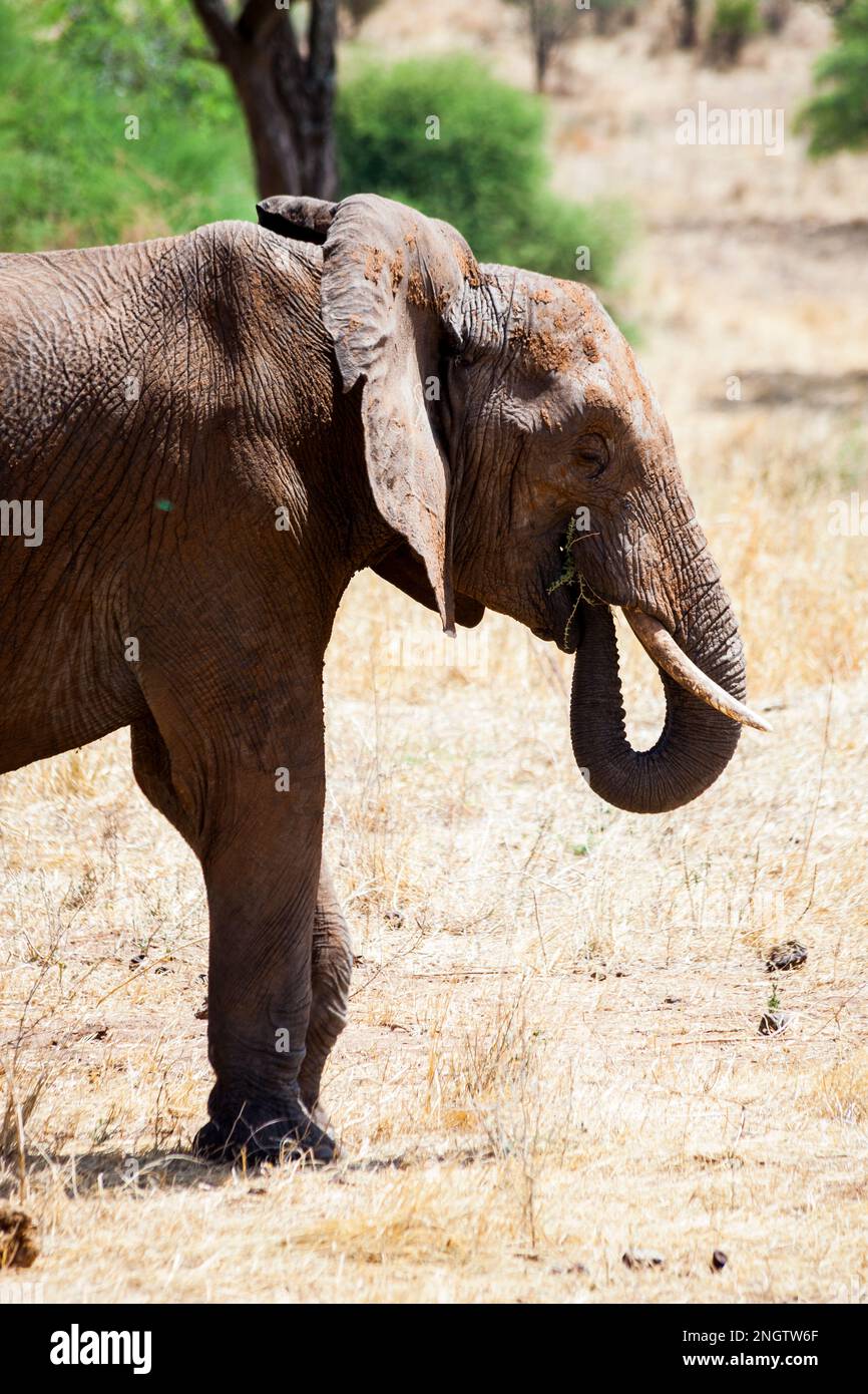 elefante africano, áfrica, tansania Foto de stock