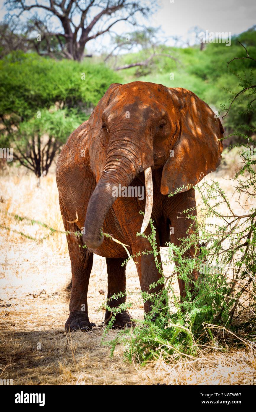 elefante africano, áfrica, tansania Foto de stock