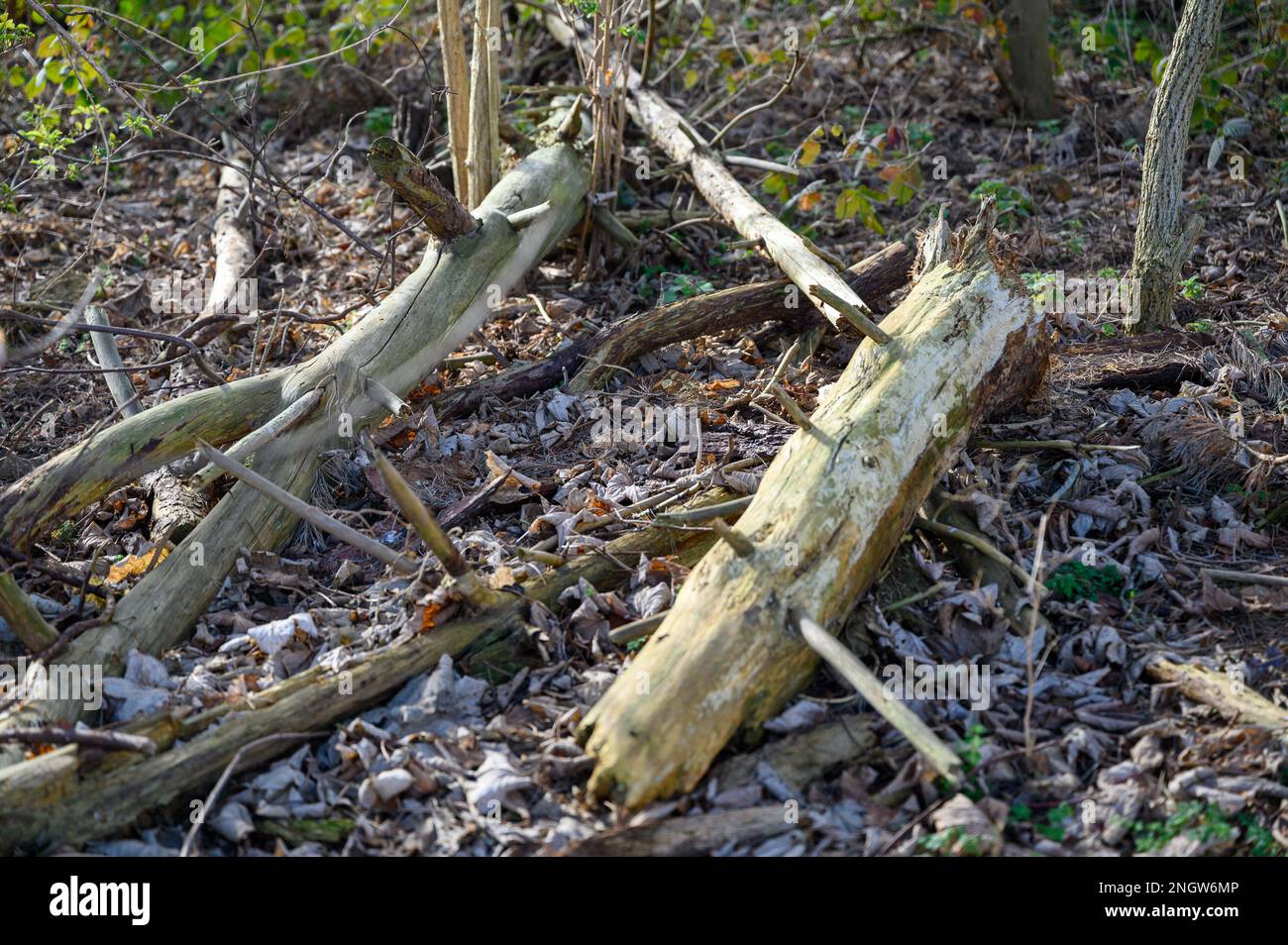Caída y corte tronco de árbol y ramas en el suelo del bosque para permitir que se convierta en un hábitat para insectos e invertebrados. Foto de stock